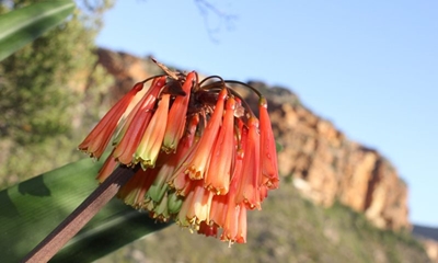 Plant poachers get 15 years each