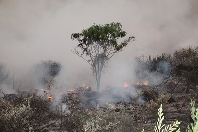 Update: Garden Route fires