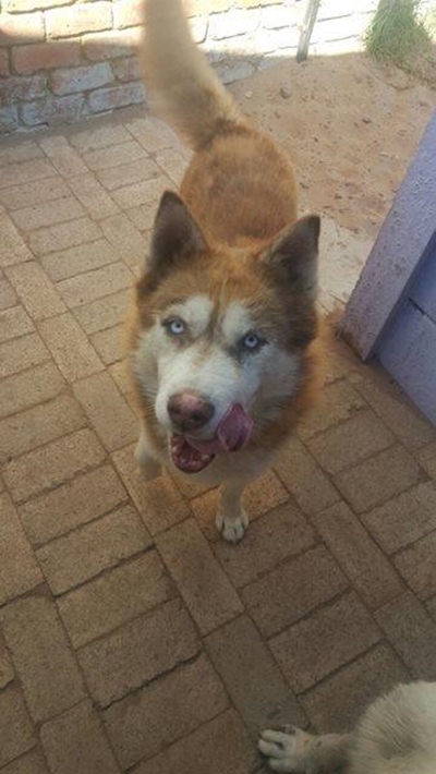 Eienaars van honde dringend gesoek