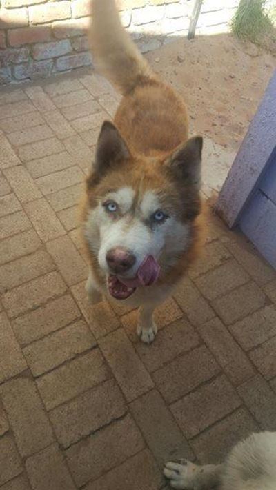 Eienaars van honde dringend gesoek