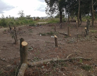 No culprit traced in illegal yellowwood felling