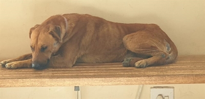 Rooies die hond wag vir sy dag