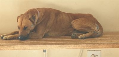Rooies die hond wag vir sy dag