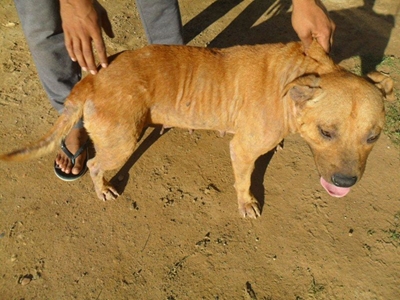 Siek honde: Kyk hoe lyk ons nou