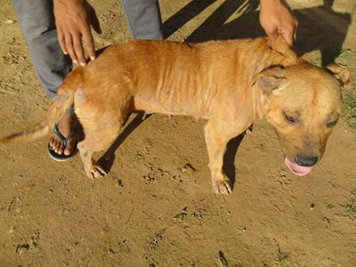 Siek honde: Kyk hoe lyk ons nou