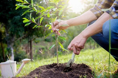 Boost your home's value: Plant a tree
