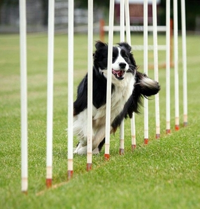 Dog agility trials this weekend 