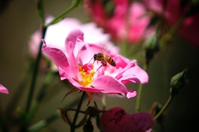 Listen to your garden