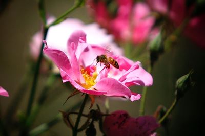 Listen to your garden