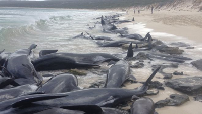 Whales in mass stranding on Western Australia beach