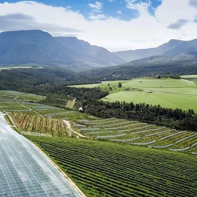 Iconic Blue Mountain Berries on the market