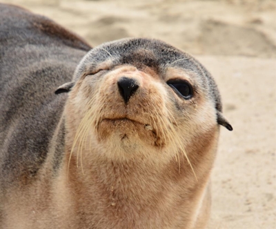 Special seals visit Mossel Bay