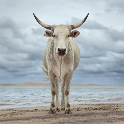 Exhibition of works by renowned SA photographer