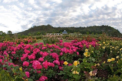 Famed rose garden saved from going to pot