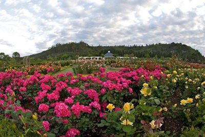 Famed rose garden saved from going to pot