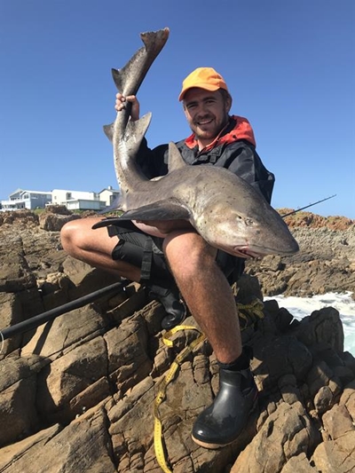Stilbaaier trek swaarste sloephaai uit