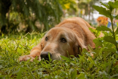 9 fired at SPCA in 9 months