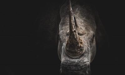 Suspects arrested for possession of 19 rhino horns in Mbombela