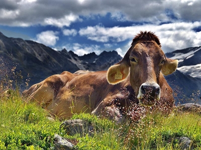 How a top dairy farmer is mitigating high input costs