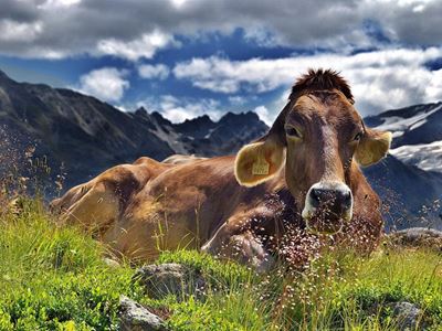How a top dairy farmer is mitigating high input costs