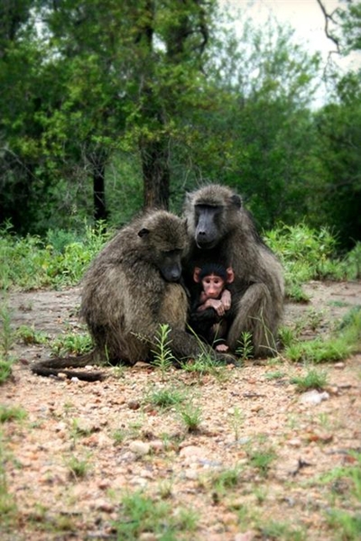 Baboon season is back