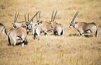 Drought threaten SA’s wildlife industry