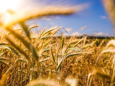 Farmers urged to plan to mitigate hot summer ahead