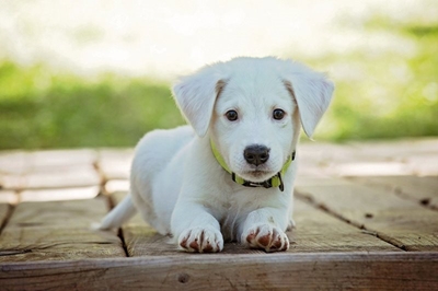 Help animals in need