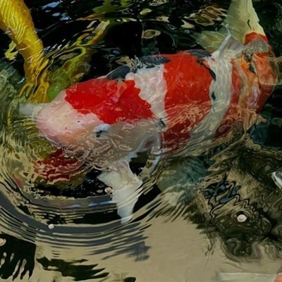 Koi fish show this weekend in George