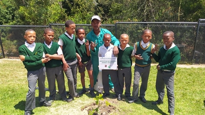 Trees combat climate change