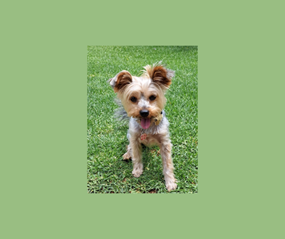 Reward for missing Dana Bay Yorkie increased