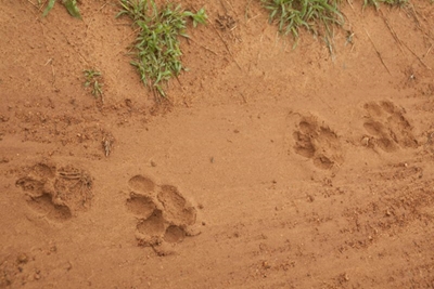 Rangers find spoor of escaped lion