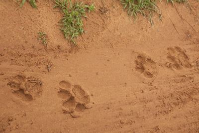 Rangers find spoor of escaped lion