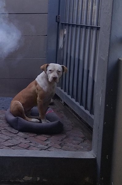 Vermiste hond 