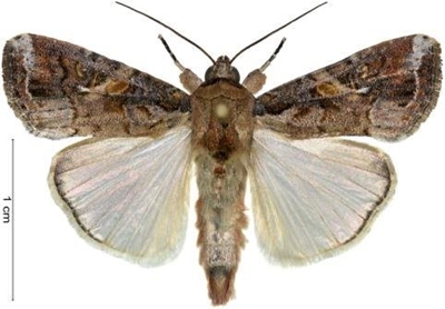 High presence of fall armyworm moths in the Western Cape