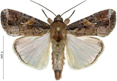 High presence of fall armyworm moths in the Western Cape