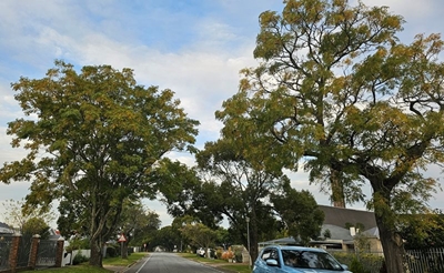 Master plan for tree planting in the making