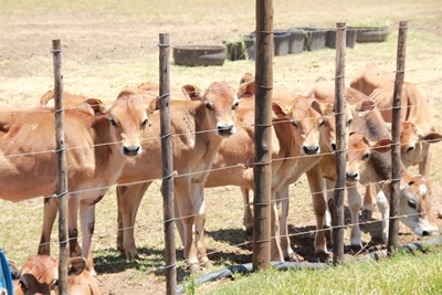 DA calls on agriculture department to address shortage of foot and mouth vaccines