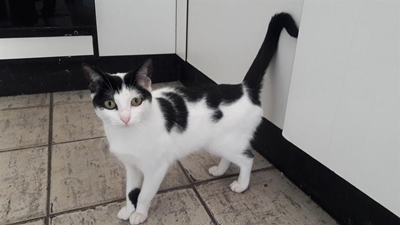 Inbreker vas danksy Cloey die kat