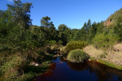Help with controlling invasive plants