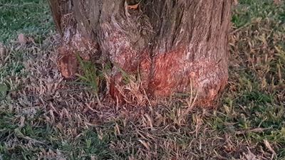 Weed-eater damage threatens our urban forest