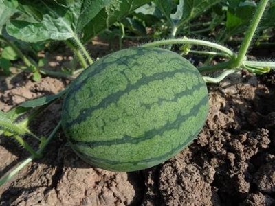Planting watermelon seeds and seedlings
