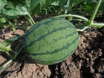 Planting watermelon seeds and seedlings