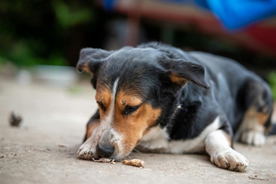 SPCA seeks corporate partner