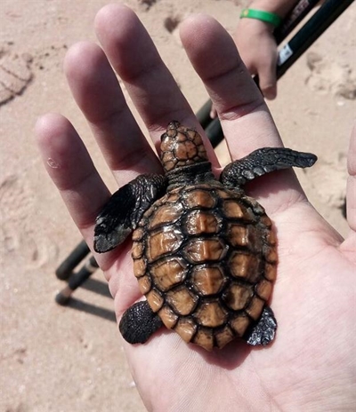 What to do if you see a turtle on the beach