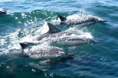 Beached dolphin rescued