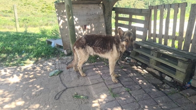 German Shepherd left to starve