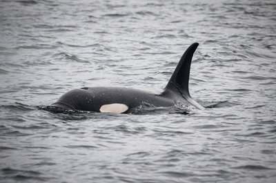 Killer whales spotted off Zimbali in rare sighting