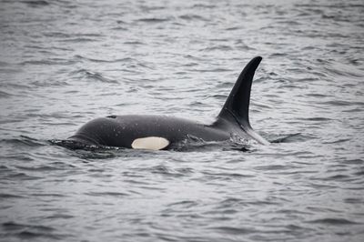 Killer whales spotted off Zimbali in rare sighting