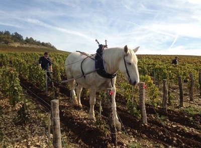 Sustainable wine: Why it’s better for you, the planet and the economy